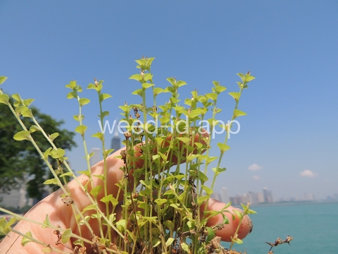 venuslookingglass, common